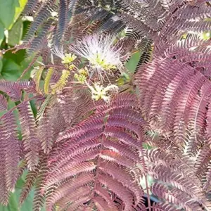 Chocolate Mimosa Tree Seeds Albizia Julibrissin Silk Tree Shrub Fragrant Showy Deer Resistant Drought Tolerant 10 Count Black Pink