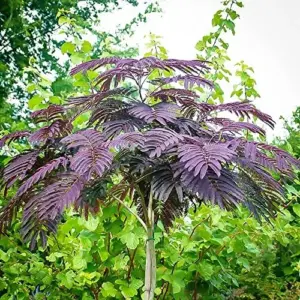 Chocolate Mimosa Tree Seeds Albizia Julibrissin Silk Tree Shrub Fragrant Showy Deer Resistant Drought Tolerant 10 Count Black Pink