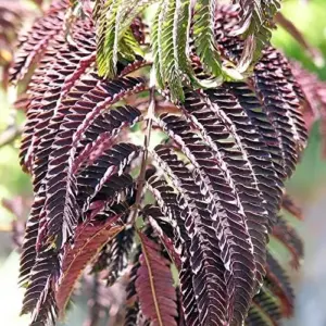 Chocolate Mimosa Tree Seeds Albizia Julibrissin Silk Tree Shrub Fragrant Showy Deer Resistant Drought Tolerant 10 Count Black Pink