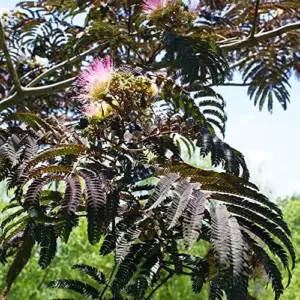 Chocolate Mimosa Tree Seeds Albizia Julibrissin Silk Tree Shrub Fragrant Showy Deer Resistant Drought Tolerant 10 Count Black Pink