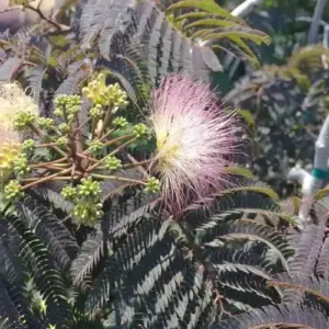 Chocolate Mimosa Tree Seeds - Unique Foliage, Fragrant Pink/Purple Flowers, Heat & Drought Tolerant, 50-Count