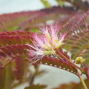 Chocolate Mimosa Tree Seeds - Unique Foliage, Fragrant Pink/Purple Flowers, Heat & Drought Tolerant, 50-Count