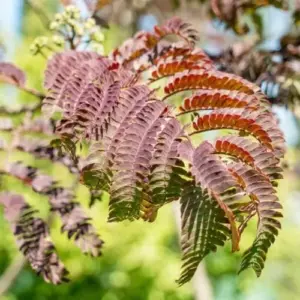 Chocolate Mimosa Tree Seeds - Unique Foliage, Fragrant Pink/Purple Flowers, Heat & Drought Tolerant, 50-Count