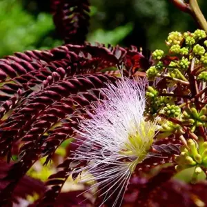 Chocolate Mimosa Tree Seeds - Unique Foliage, Fragrant Pink/Purple Flowers, Heat & Drought Tolerant, 50-Count