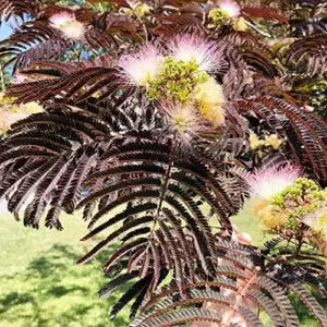 Chocolate Mimosa Tree Seeds - Unique Foliage, Fragrant Pink/Purple Flowers, Heat & Drought Tolerant, 50-Count