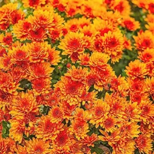 Chrysanthemum Flower Seeds 100Pcs Colorful Diverse Blooms Ornamental Plants
