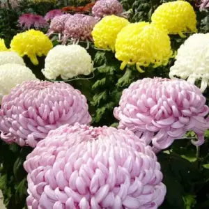 Chrysanthemum Flower Seeds 100Pcs Colorful Diverse Blooms Ornamental Plants