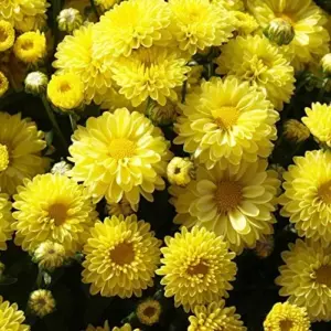 Chrysanthemum Flower Seeds 100Pcs Colorful Diverse Blooms Ornamental Plants
