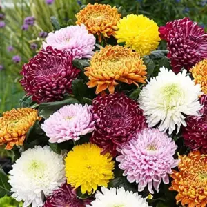 Chrysanthemum Flower Seeds 100Pcs Colorful Diverse Blooms Ornamental Plants