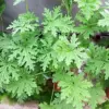 Citronella Seeds 100PCS Non-GMO Green Garden Home Plant Seeds