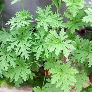 Citronella Seeds 100PCS Non-GMO Green Garden Home Plant Seeds