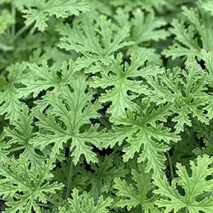 Citronella Seeds 100PCS Non-GMO Green Garden Home Plant Seeds