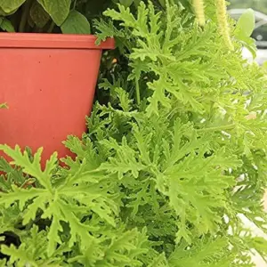 Citronella Seeds 100PCS Non-GMO Green Garden Home Plant Seeds