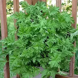 Citronella Seeds 100PCS Non-GMO Green Garden Home Plant Seeds