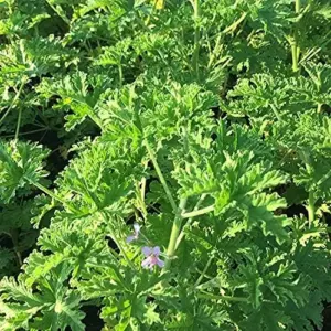 Citronella Seeds 100PCS Non-GMO Green Garden Home Plant Seeds