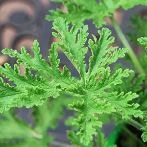 Citronella Seeds 100PCS Non-GMO Green Garden Home Plant Seeds