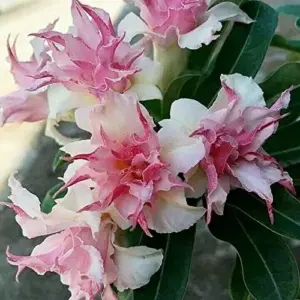Clematis Seeds Double White Pink Flower Seeds 25 Pcs GMO Free Attracts Pollinators Deer Resistant