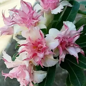 Clematis Seeds Double White Pink Flower Seeds 25 Pcs GMO Free Attracts Pollinators Deer Resistant