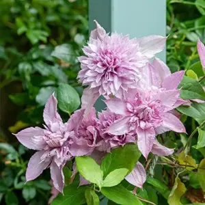 Clematis Seeds Double White Pink Flower Seeds 25 Pcs GMO Free Attracts Pollinators Deer Resistant
