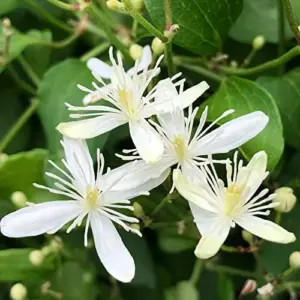Clematis Seeds Perennial Vine Fragrant Fast Growing Outdoor 50Pcs Flower Seeds White