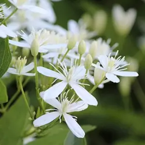 Clematis Seeds Perennial Vine Fragrant Fast Growing Outdoor 50Pcs Flower Seeds White
