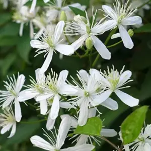 Clematis Seeds Perennial Vine Fragrant Fast Growing Outdoor 50Pcs Flower Seeds White