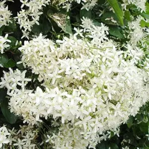 Clematis Seeds Perennial Vine Fragrant Fast Growing Outdoor 50Pcs Flower Seeds White
