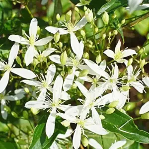 Clematis Seeds Perennial Vine Fragrant Fast Growing Outdoor 50Pcs Flower Seeds White