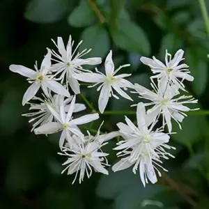 Clematis Seeds Perennial Vine Fragrant Fast Growing Outdoor 50Pcs Flower Seeds White