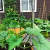 Climbing Zucchini Seeds - Long Cylindrical Courgette for Soups, Stews & Pasta - Outdoor Vegetable Seeds - 15 Pcs