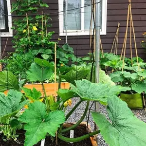 Climbing Zucchini Seeds - Long Cylindrical Courgette for Soups, Stews & Pasta - Outdoor Vegetable Seeds - 15 Pcs