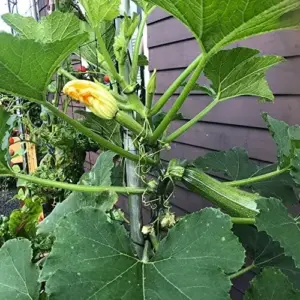 Climbing Zucchini Seeds - Long Cylindrical Courgette for Soups, Stews & Pasta - Outdoor Vegetable Seeds - 15 Pcs