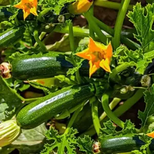 Climbing Zucchini Seeds - Long Cylindrical Courgette for Soups, Stews & Pasta - Outdoor Vegetable Seeds - 15 Pcs