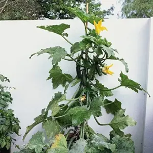 Climbing Zucchini Seeds - Long Cylindrical Courgette for Soups, Stews & Pasta - Outdoor Vegetable Seeds - 15 Pcs
