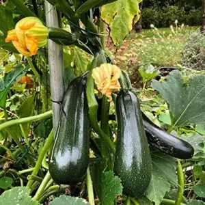 Climbing Zucchini Seeds - Long Cylindrical Courgette for Soups, Stews & Pasta - Outdoor Vegetable Seeds - 15 Pcs