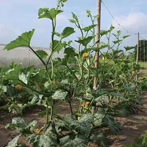 Climbing Zucchini Seeds - Long Cylindrical Courgette for Soups, Stews & Pasta - Outdoor Vegetable Seeds - 15 Pcs