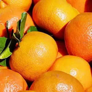 Cold Hardy Mandarin Orange Seeds Citrus Unshiu Satsuma Sweet Evergreen GMO Free Home Garden Outdoor 25 Pcs