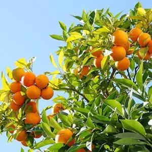 Cold Hardy Mandarin Orange Seeds Citrus Unshiu Satsuma Sweet Evergreen GMO Free Home Garden Outdoor 25 Pcs