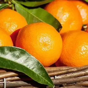 Cold Hardy Mandarin Orange Seeds Citrus Unshiu Satsuma Sweet Evergreen GMO Free Home Garden Outdoor 25 Pcs