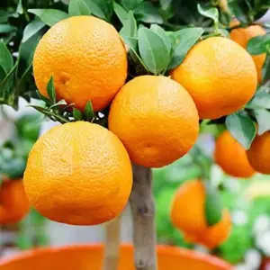 Cold Hardy Mandarin Orange Seeds Citrus Unshiu Satsuma Sweet Evergreen GMO Free Home Garden Outdoor 25 Pcs