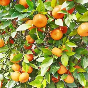 Cold Hardy Mandarin Orange Seeds Citrus Unshiu Satsuma Sweet Evergreen GMO Free Home Garden Outdoor 25 Pcs