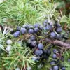 Common Juniper Seeds - 60 Pcs Juniperus Communis Shrub Tree Fruit Seeds for Planting