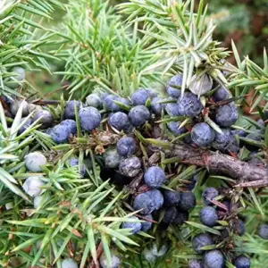 Common Juniper Seeds - 60 Pcs Juniperus Communis Shrub Tree Fruit Seeds for Planting