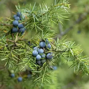 Common Juniper Seeds - 60 Pcs Juniperus Communis Shrub Tree Fruit Seeds for Planting