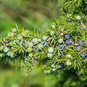 Common Juniper Seeds - 60 Pcs Juniperus Communis Shrub Tree Fruit Seeds for Planting