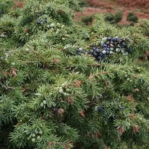 Common Juniper Seeds - 60 Pcs Juniperus Communis Shrub Tree Fruit Seeds for Planting