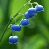 Convallaria Majalis Flower Seeds - Perennial, Fragrant, Hardy, Low Maintenance, Deer Resistant, Outdoor, 100 Pcs