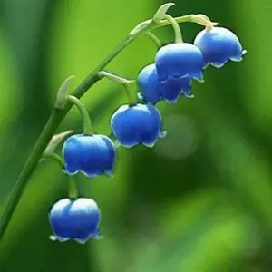 Convallaria Majalis Flower Seeds - Perennial, Fragrant, Hardy, Low Maintenance, Deer Resistant, Outdoor, 100 Pcs