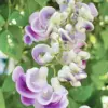 Corkscrew Vine Seeds Snail Vine Fast-Growing Perennial Fragrant Attracts Pollinators GMO Free Outdoor Trellis Fence Arbor 8Pcs