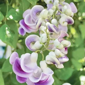 Corkscrew Vine Seeds Snail Vine Fast-Growing Perennial Fragrant Attracts Pollinators GMO Free Outdoor Trellis Fence Arbor 8Pcs